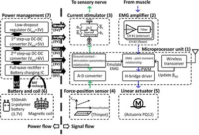 A Prototype of a Neural, Powered, Transtibial Prosthesis for the Cat: Benchtop Characterization